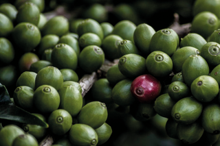 The coffee plant: where one of the best loved drinks in the world is born