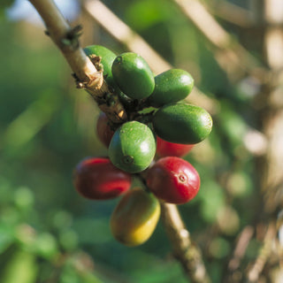Filicori Zecchini | Coffe Fruit in Nature